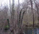 Самурский лес, image of landscape/habitat.