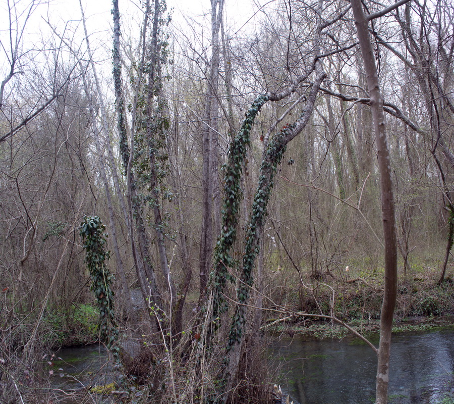 Самурский лес, image of landscape/habitat.