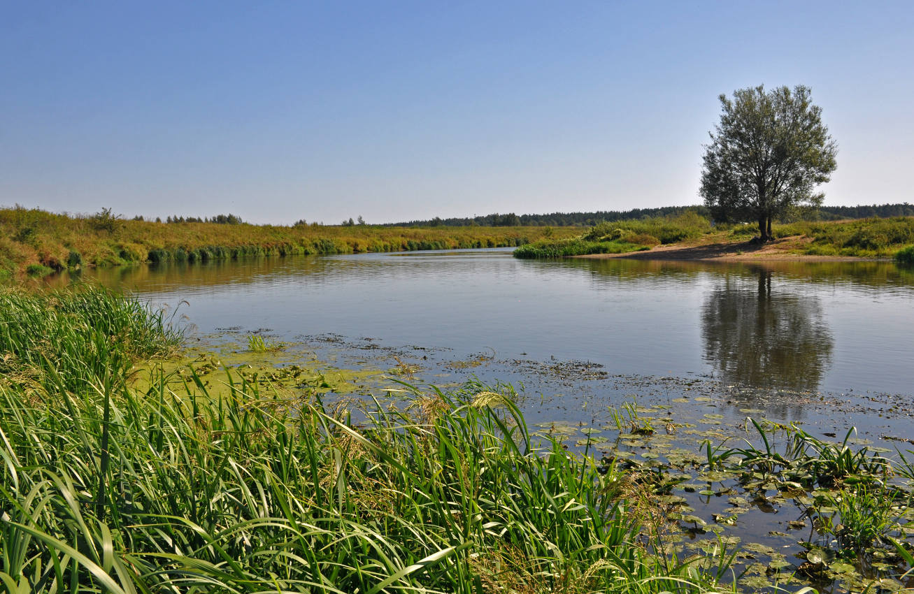 Река Клязьма у Красной Дубравы, image of landscape/habitat.