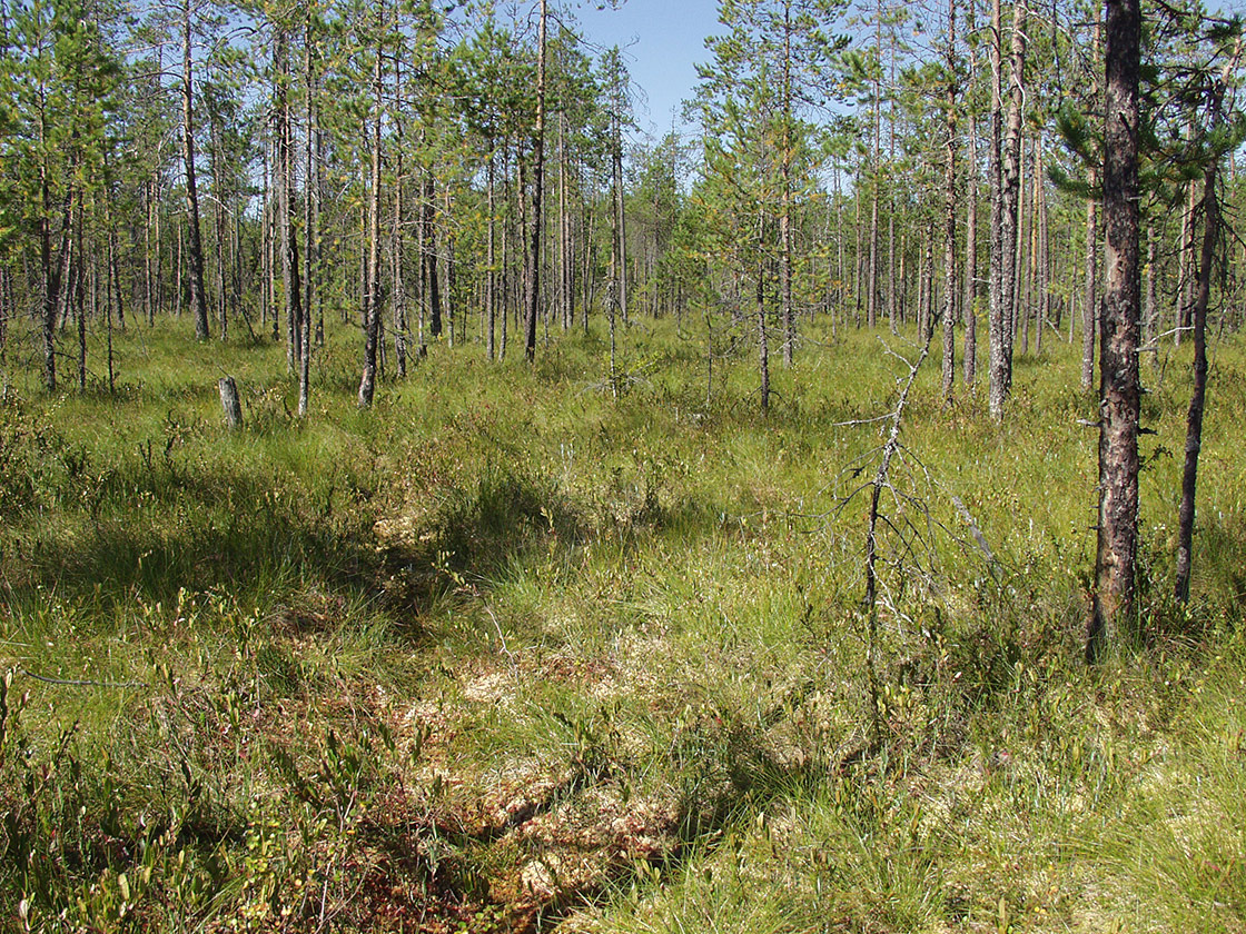 Акичкин Починок, image of landscape/habitat.