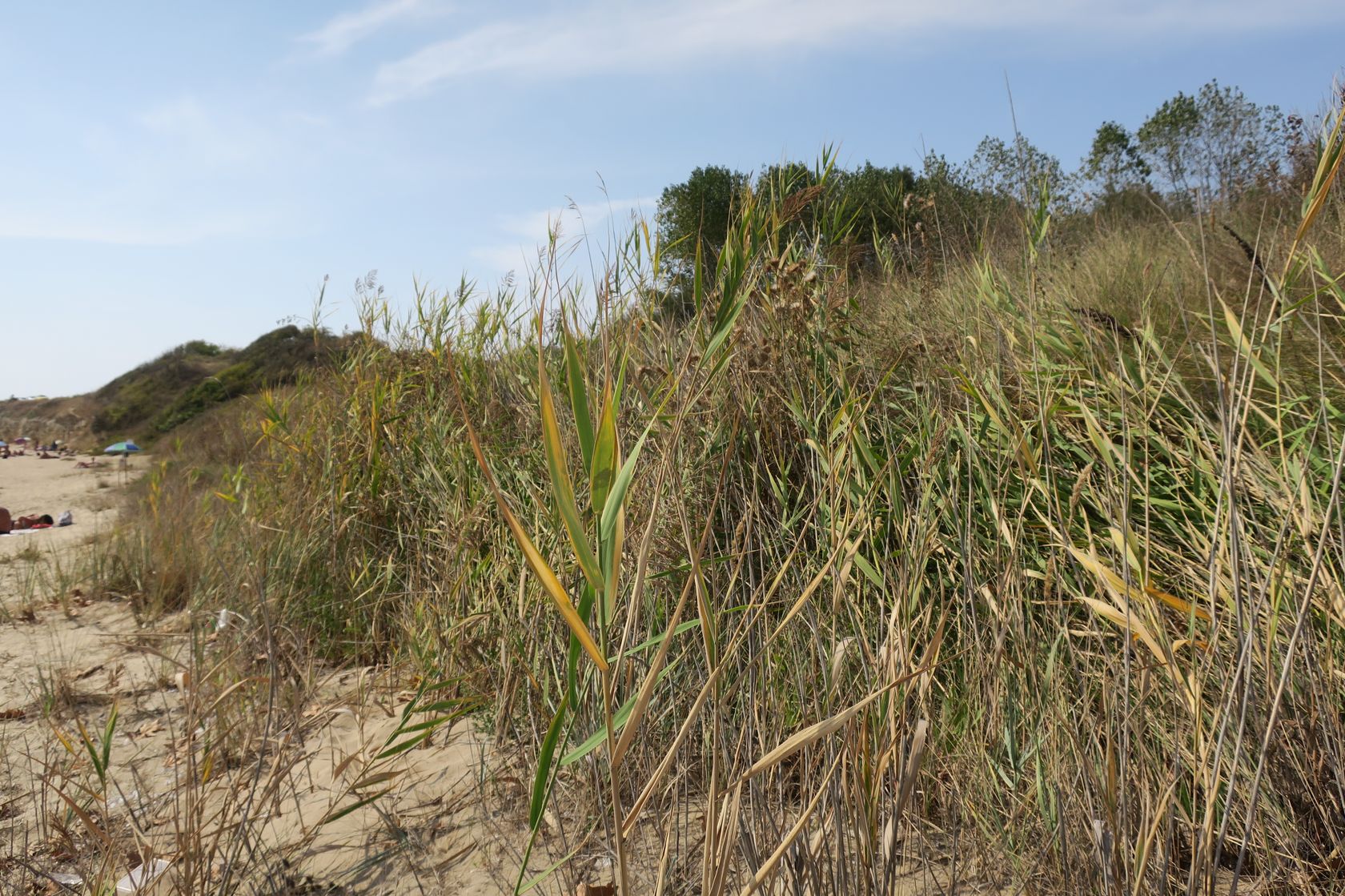 Дюны Несебра, image of landscape/habitat.