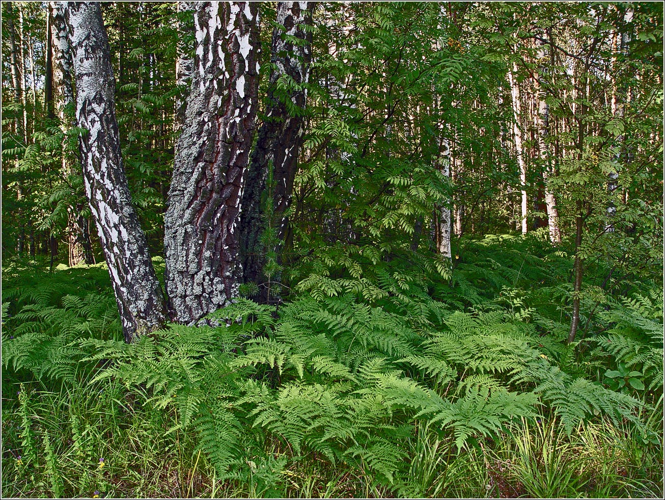 Окрестности Хрипани, image of landscape/habitat.