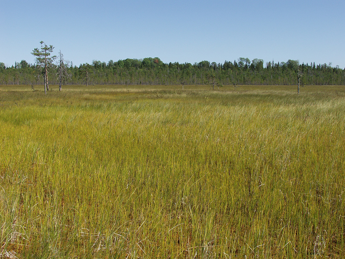 Акичкин Починок, image of landscape/habitat.