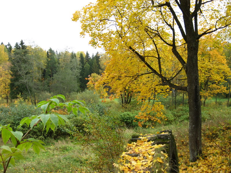 Павловск, image of landscape/habitat.