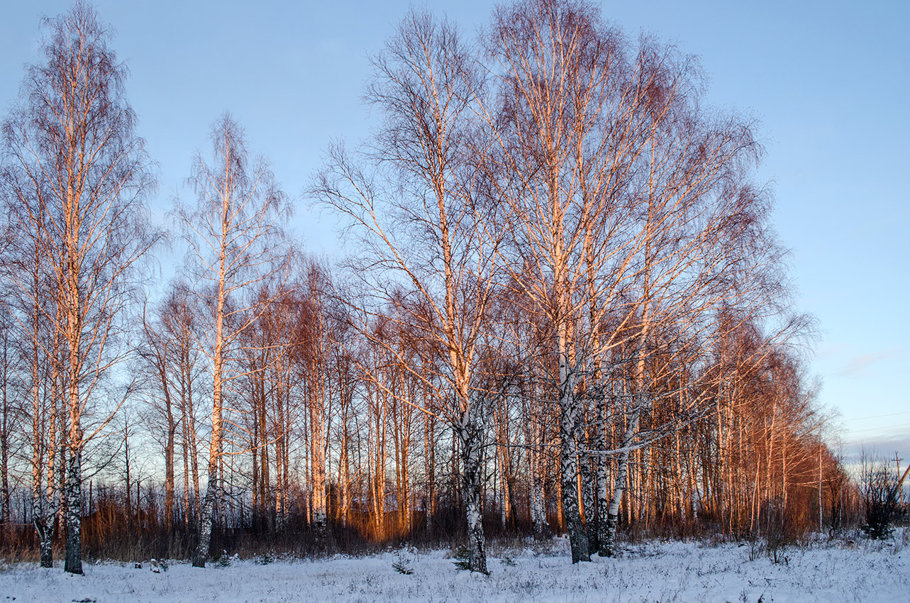 Поселок Юго-Камский, image of landscape/habitat.