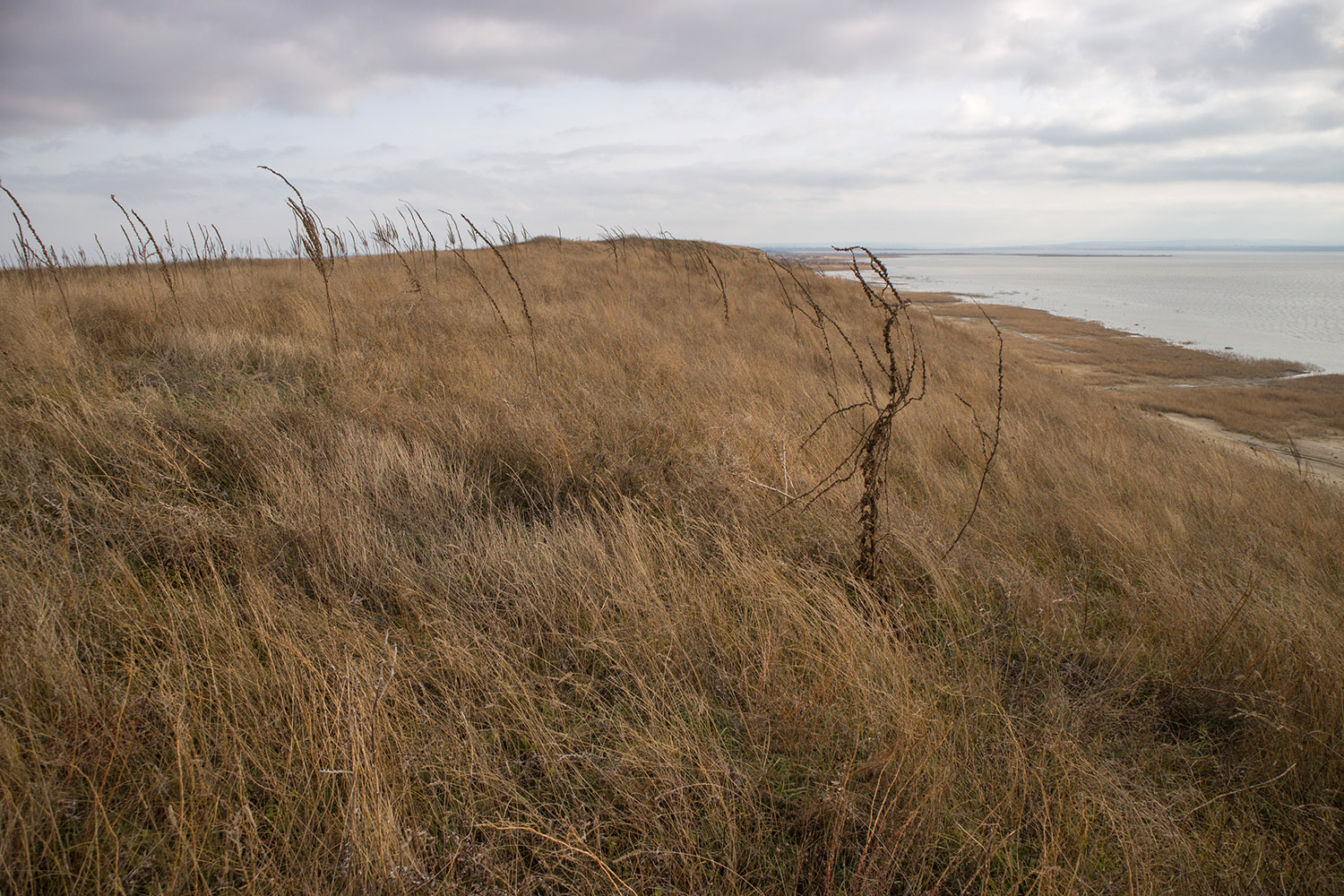 Витязевский лиман, image of landscape/habitat.