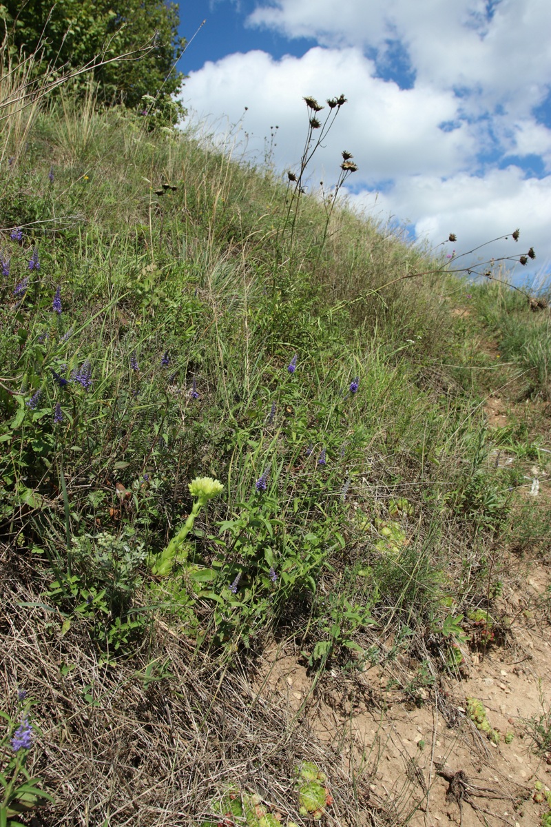 Выбуты, image of landscape/habitat.