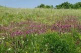 Султанбаево, image of landscape/habitat.