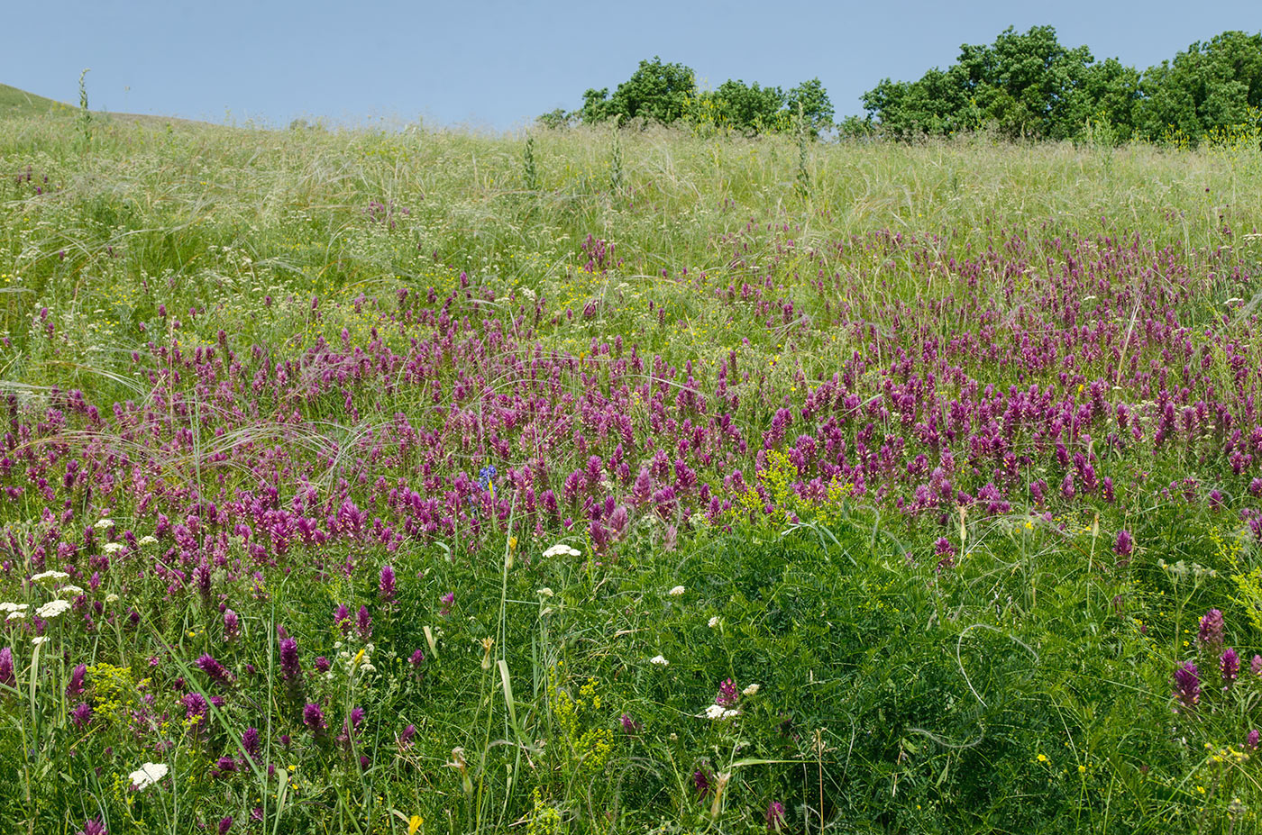 Султанбаево, image of landscape/habitat.
