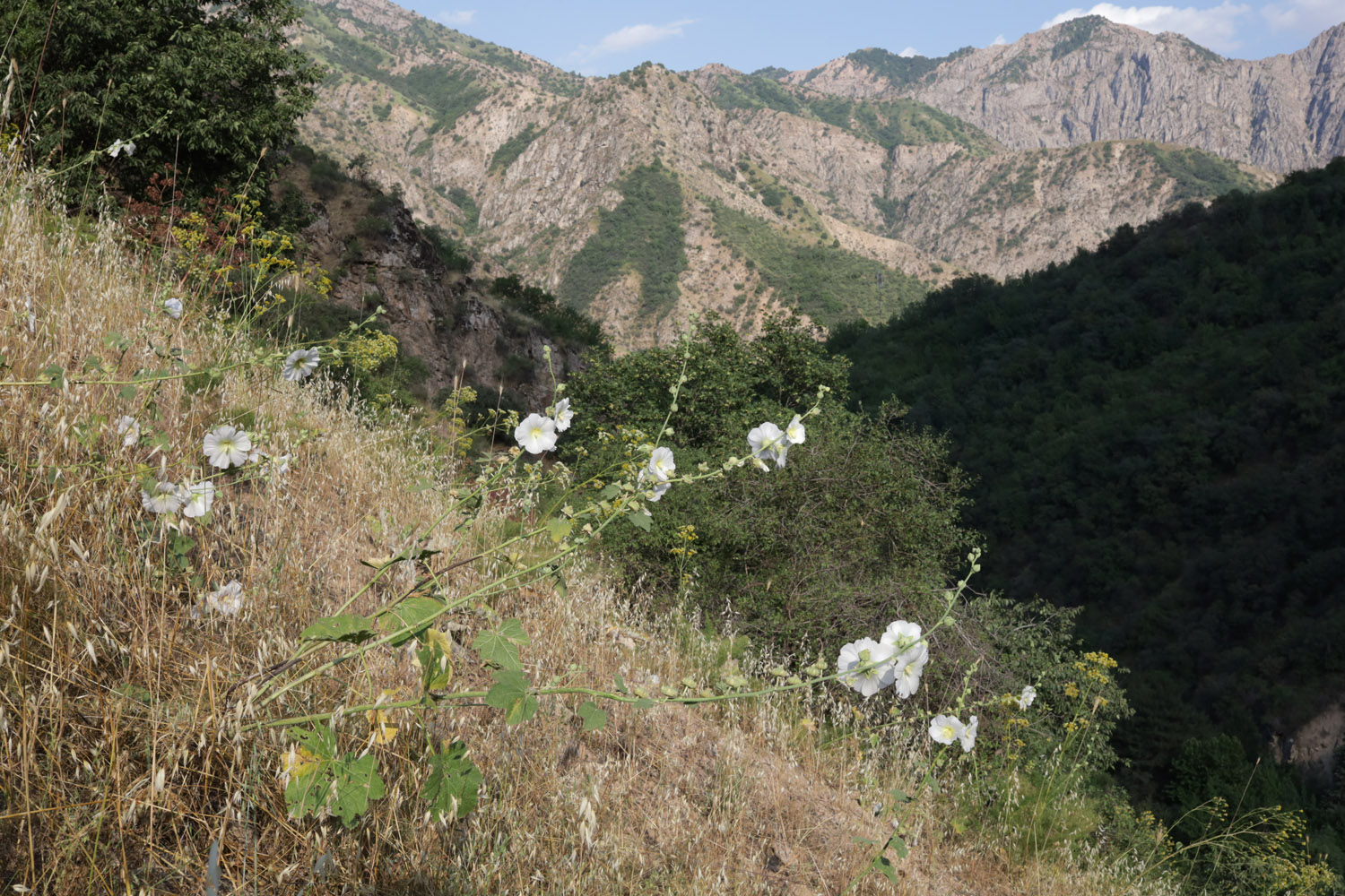 Кондара, image of landscape/habitat.