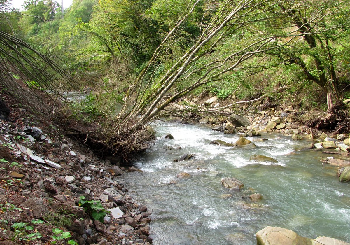 Тисо-самшитовая роща, image of landscape/habitat.