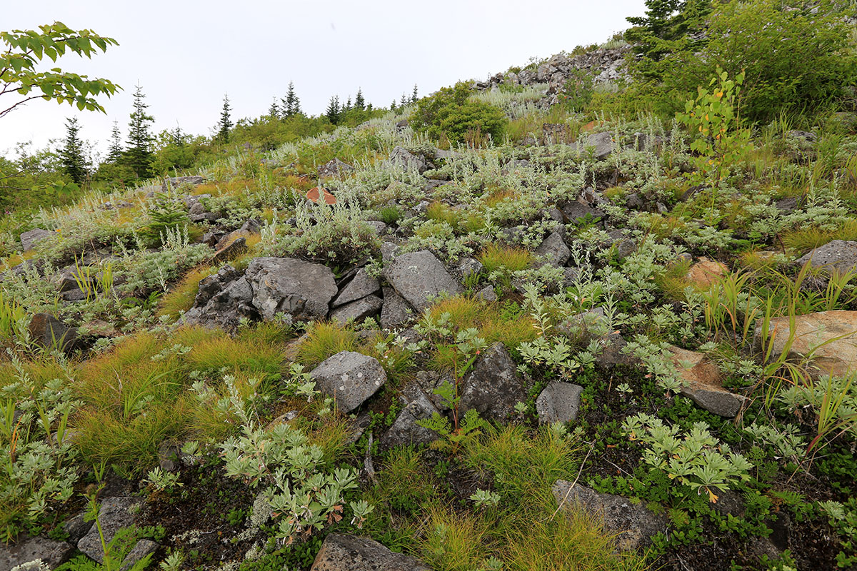 Хребет Большой Воробей, image of landscape/habitat.