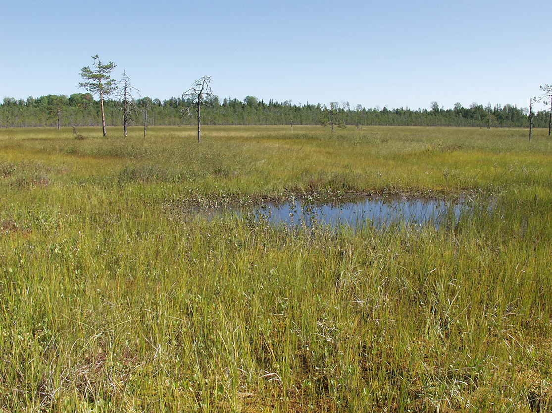 Акичкин Починок, image of landscape/habitat.