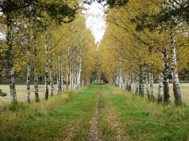 Павловск, image of landscape/habitat.