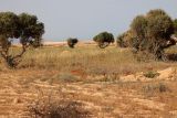 Image of landscape