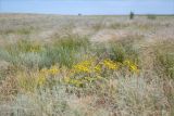 Солёное Займище, image of landscape/habitat.