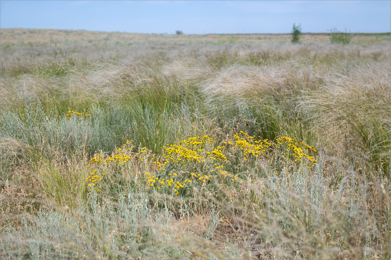 Солёное Займище, image of landscape/habitat.