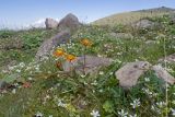Чегетджара, image of landscape/habitat.