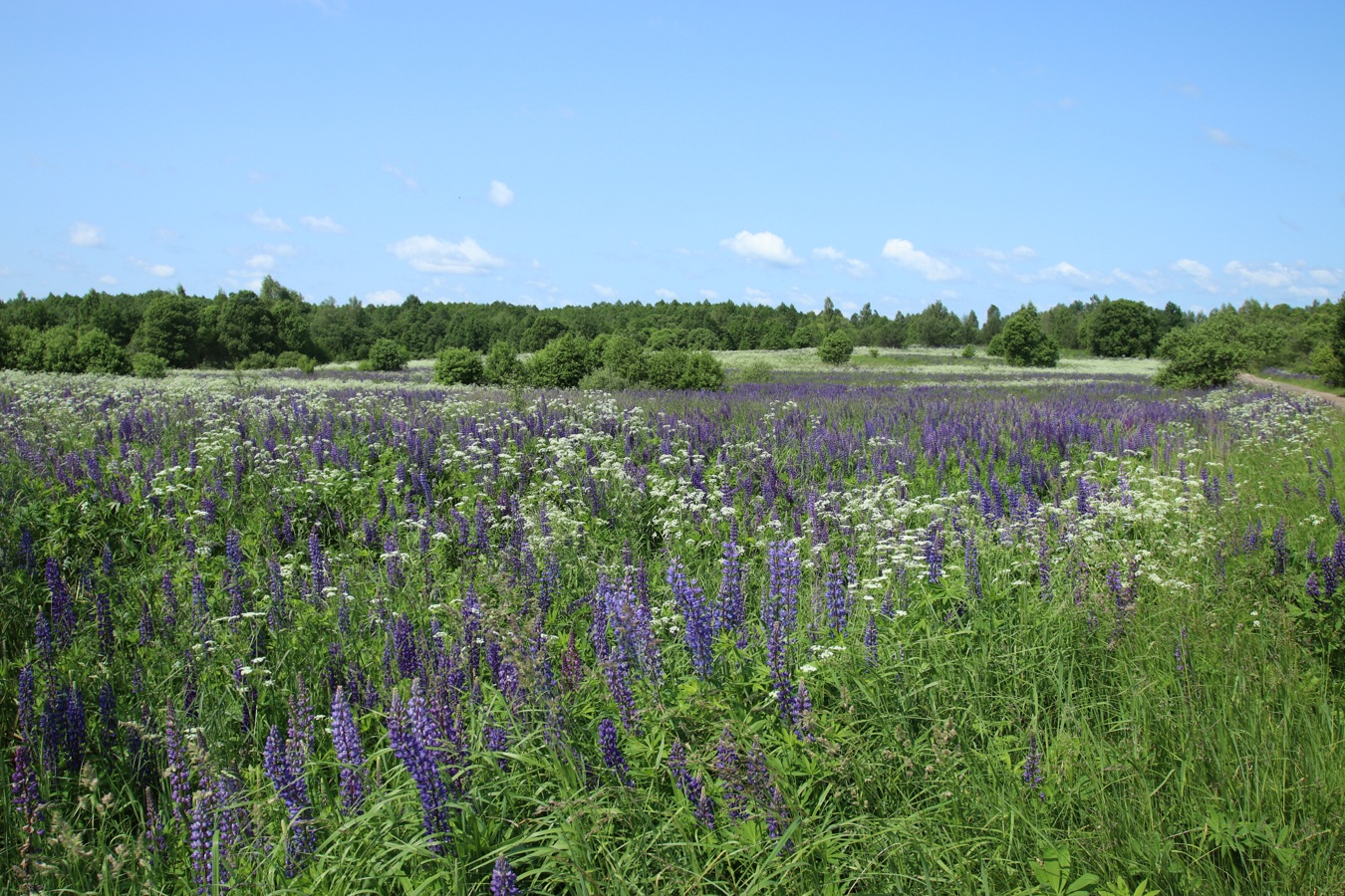 Окрестности Косенково, изображение ландшафта.