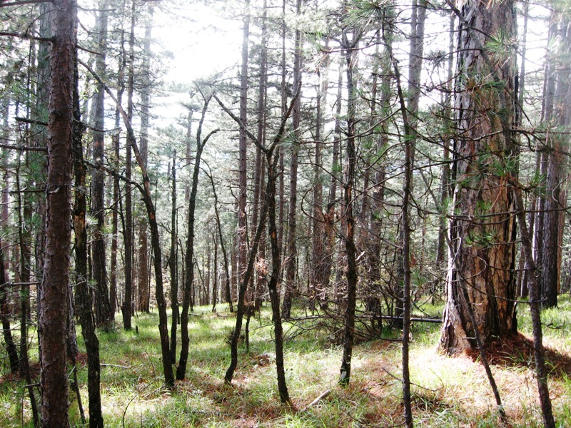 Ущелье Уч-Кош, image of landscape/habitat.