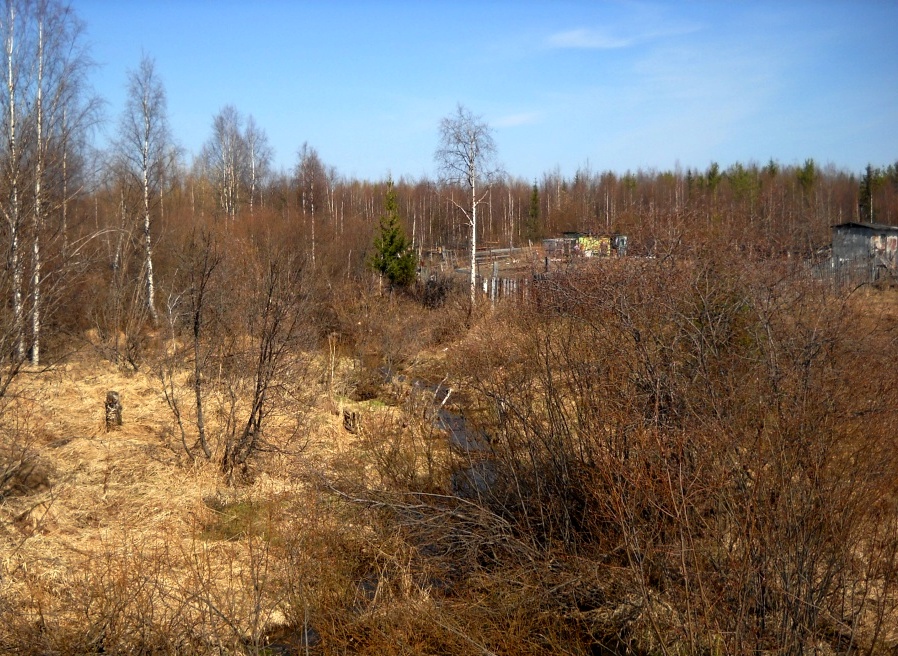Пойма безымянного ручья, image of landscape/habitat.