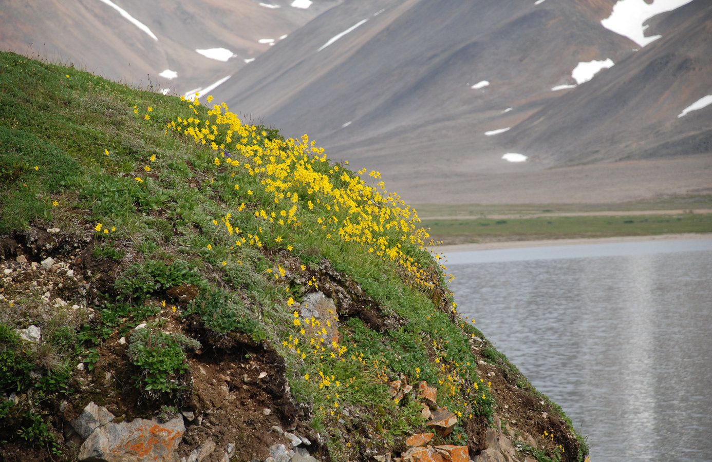 Бухта Провидения, image of landscape/habitat.