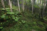 Хребет Большой Воробей, image of landscape/habitat.