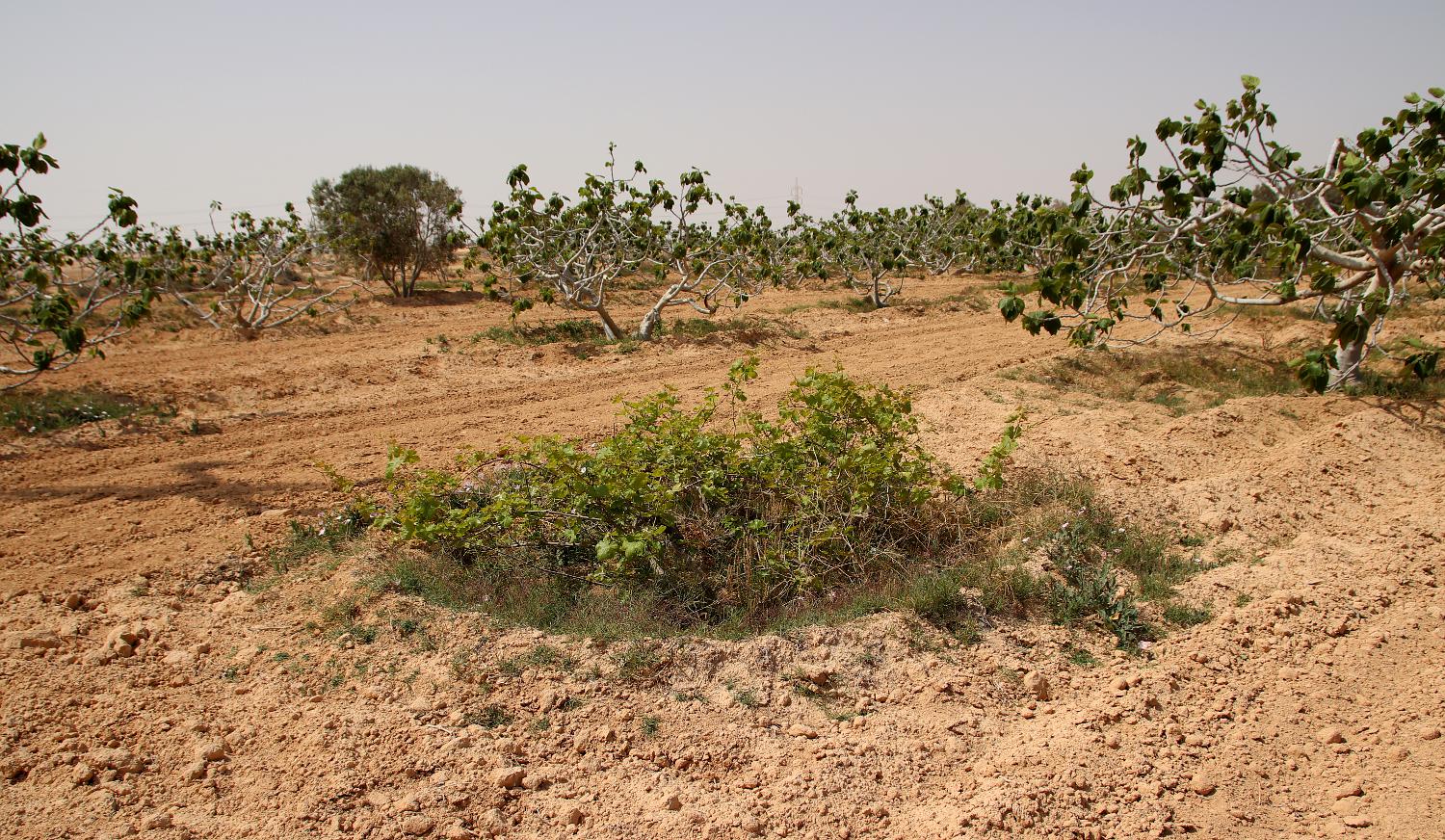 Окрестности Галаля, image of landscape/habitat.