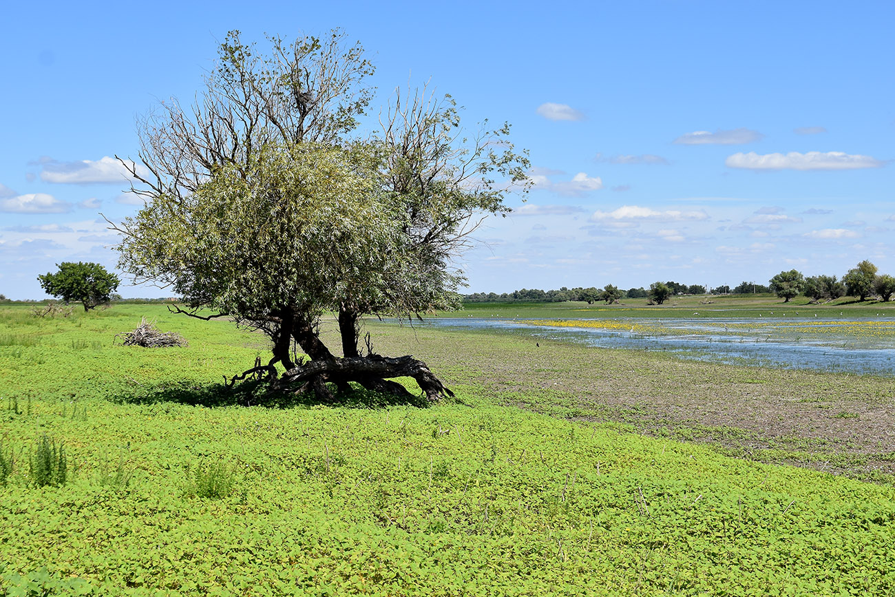 Вершина дельты Волги, image of landscape/habitat.