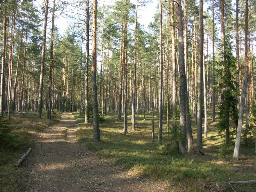 НП "Себежский", image of landscape/habitat.