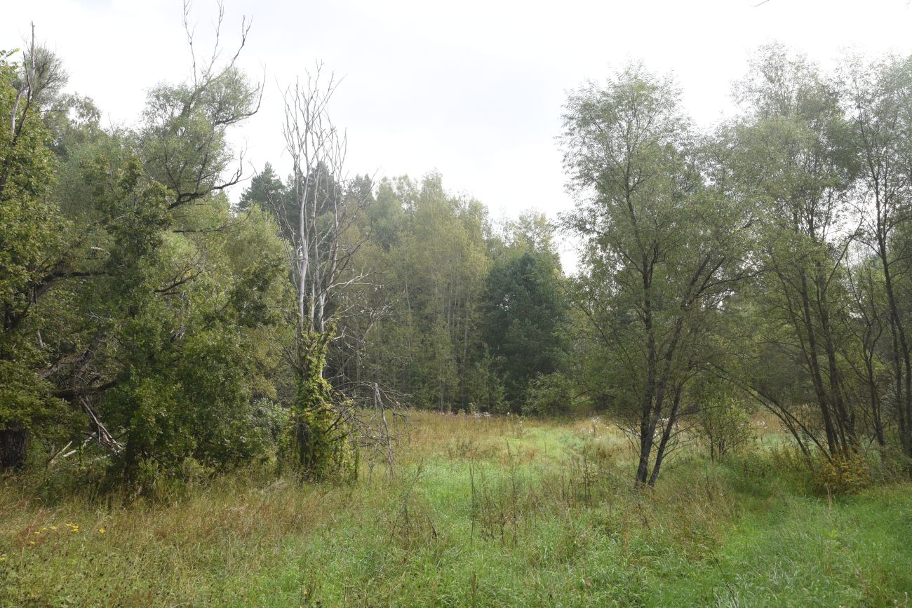 Урочище Дубенка, image of landscape/habitat.