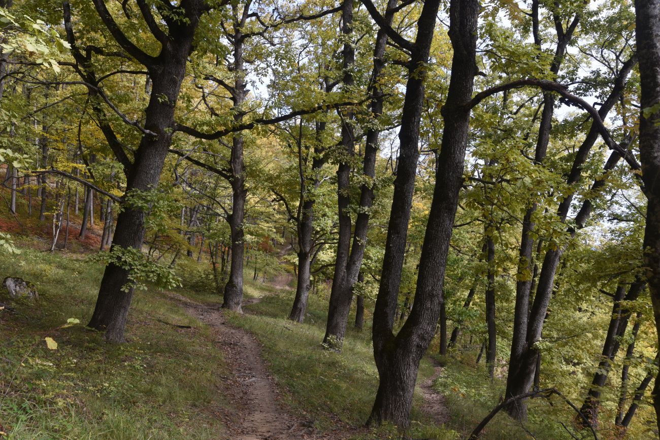 Окрестности горы Черединова, изображение ландшафта.