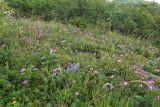 Хребет Большой Воробей, image of landscape/habitat.