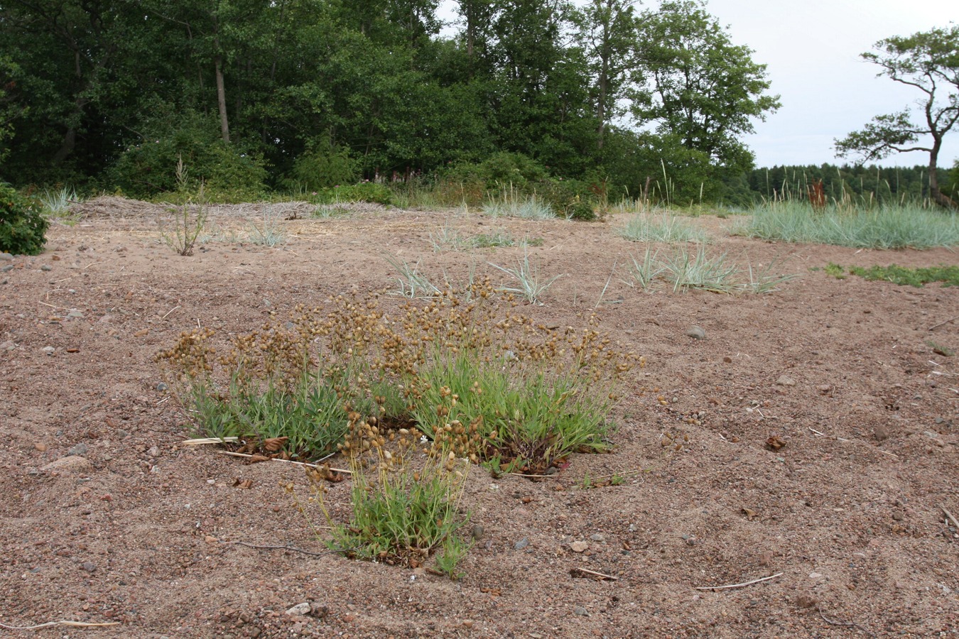 Шепелёвский маяк, image of landscape/habitat.