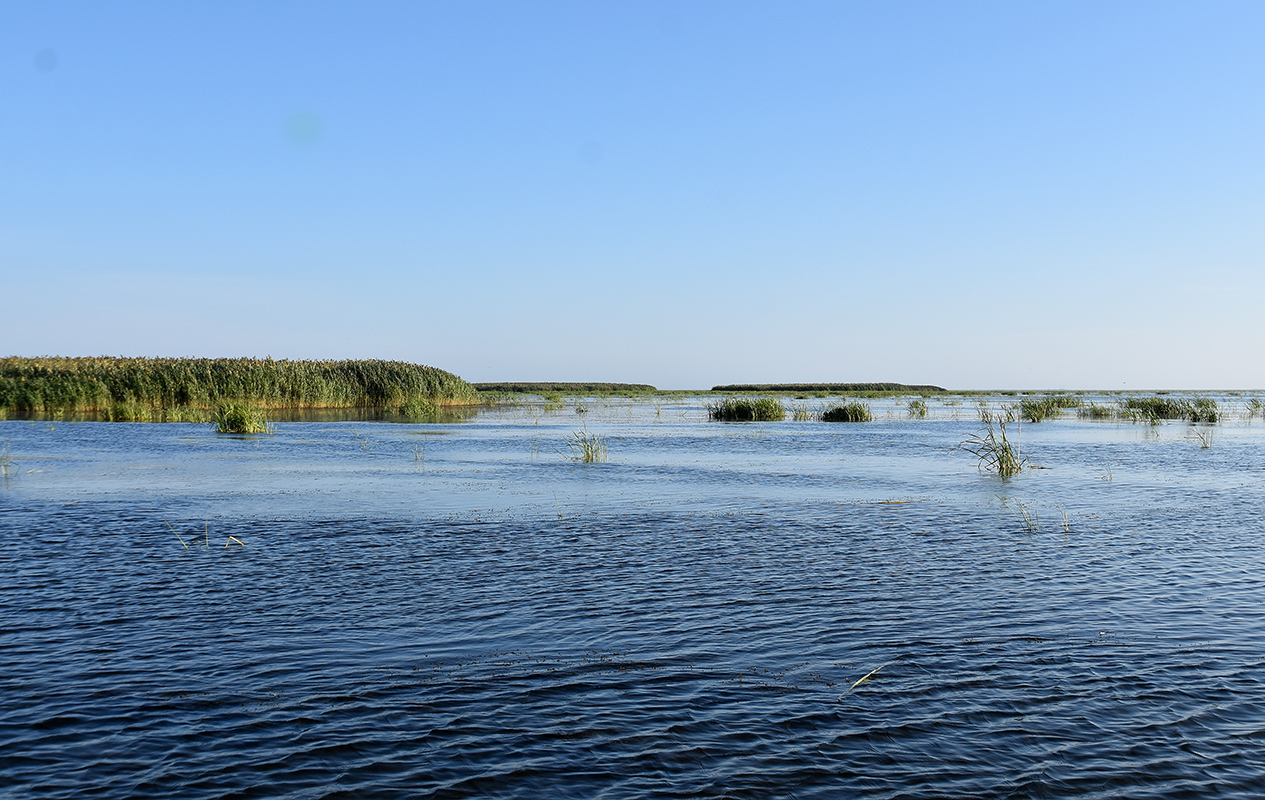 Дельта (нижняя зона), image of landscape/habitat.