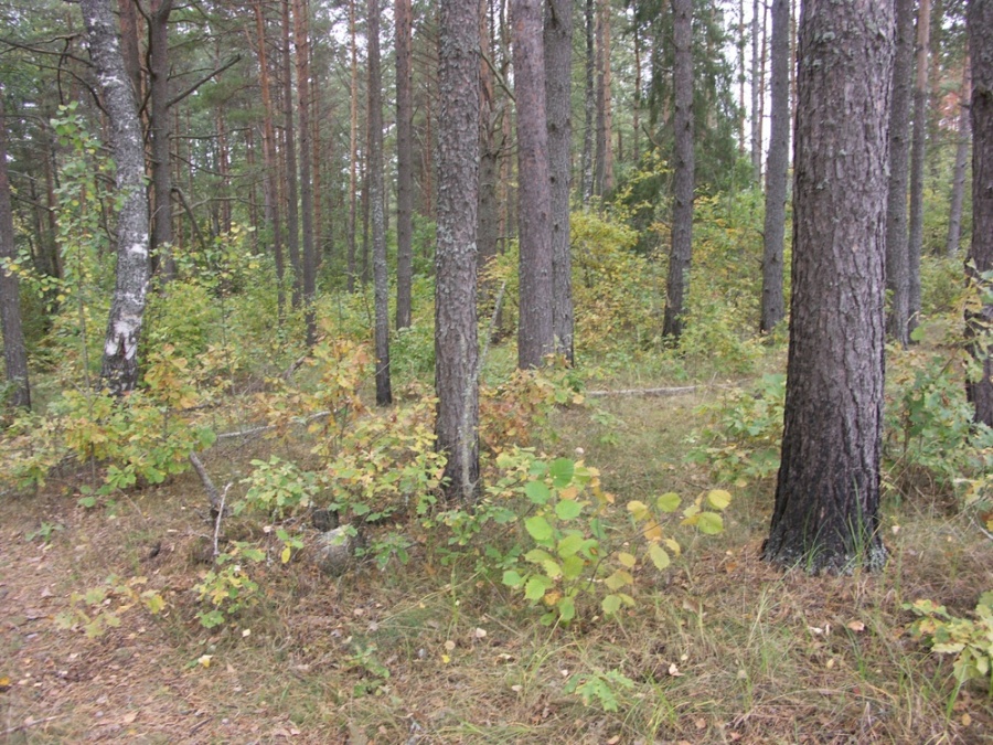 НП "Себежский", image of landscape/habitat.