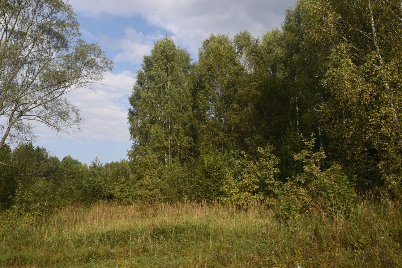 Урочище Дубенка, image of landscape/habitat.