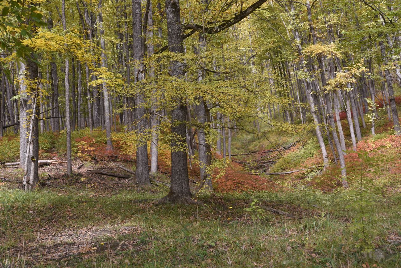 Окрестности горы Черединова, изображение ландшафта.