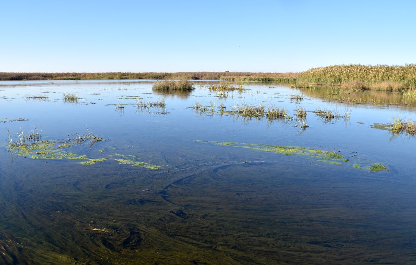 Дельта (нижняя зона), image of landscape/habitat.