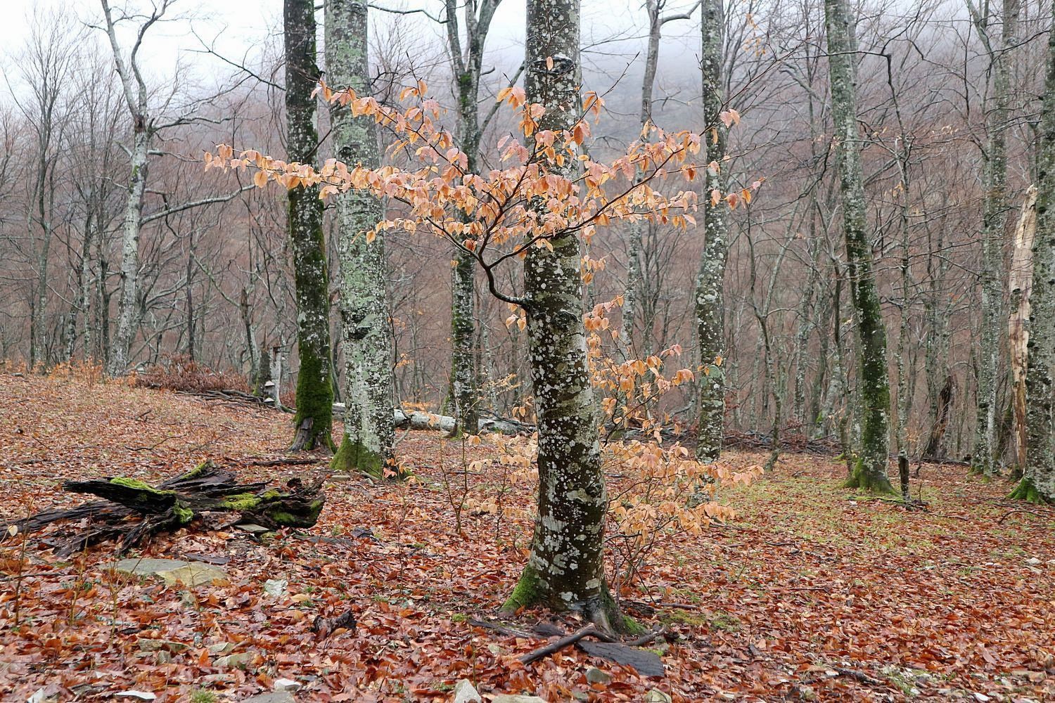 Тёмная щель и притоки, image of landscape/habitat.
