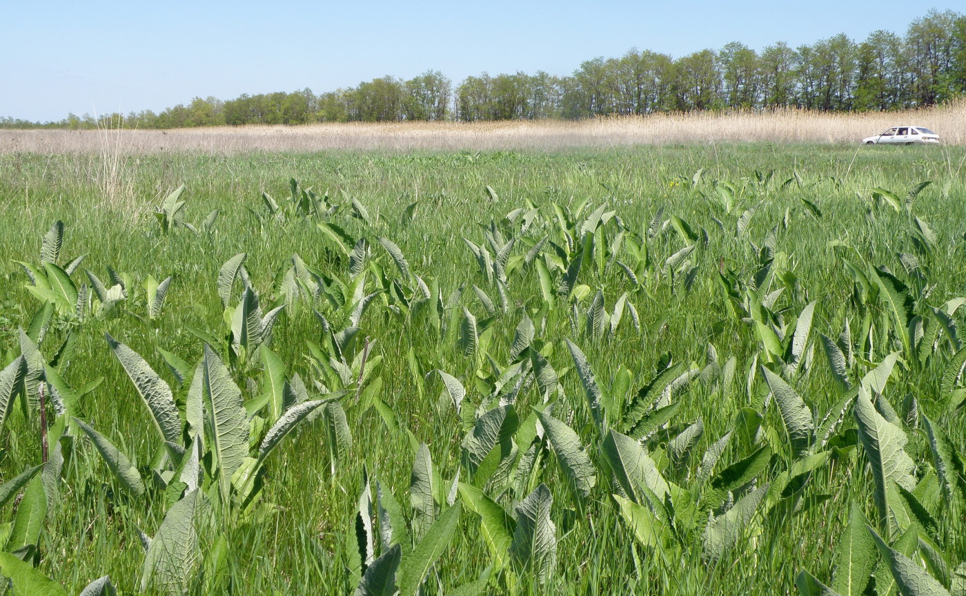 Пойма реки Ея, image of landscape/habitat.