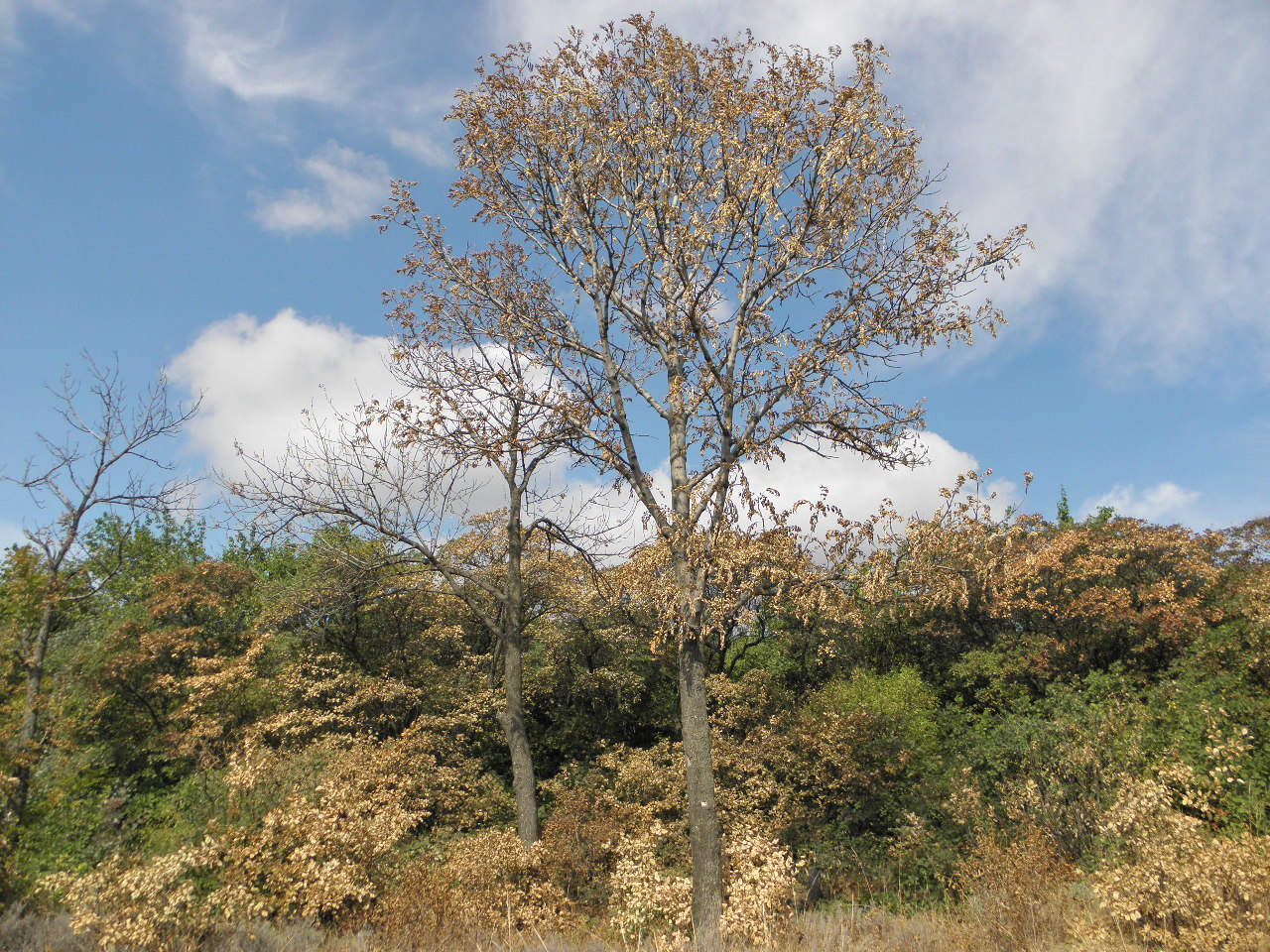 Калмыцкий Яр, image of landscape/habitat.