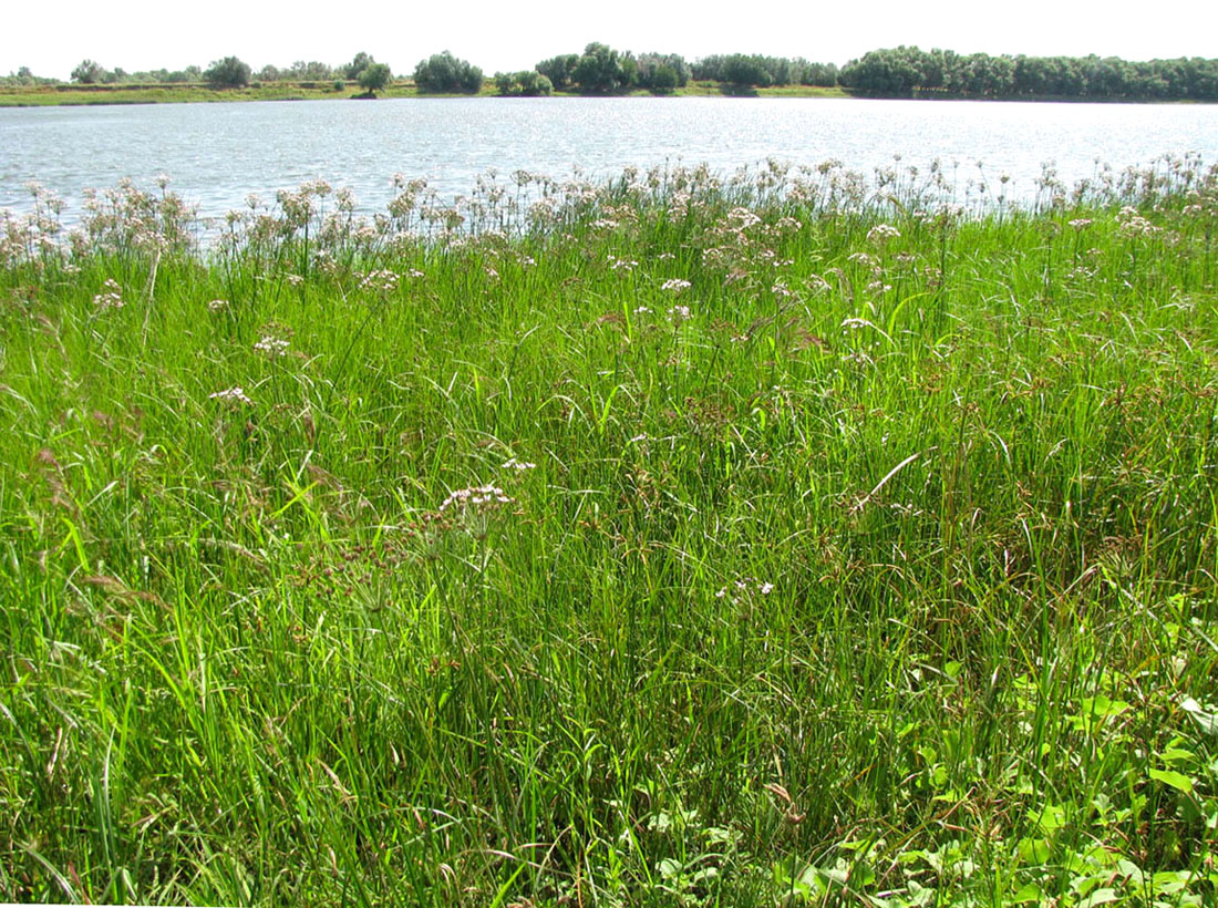 Бузан, image of landscape/habitat.