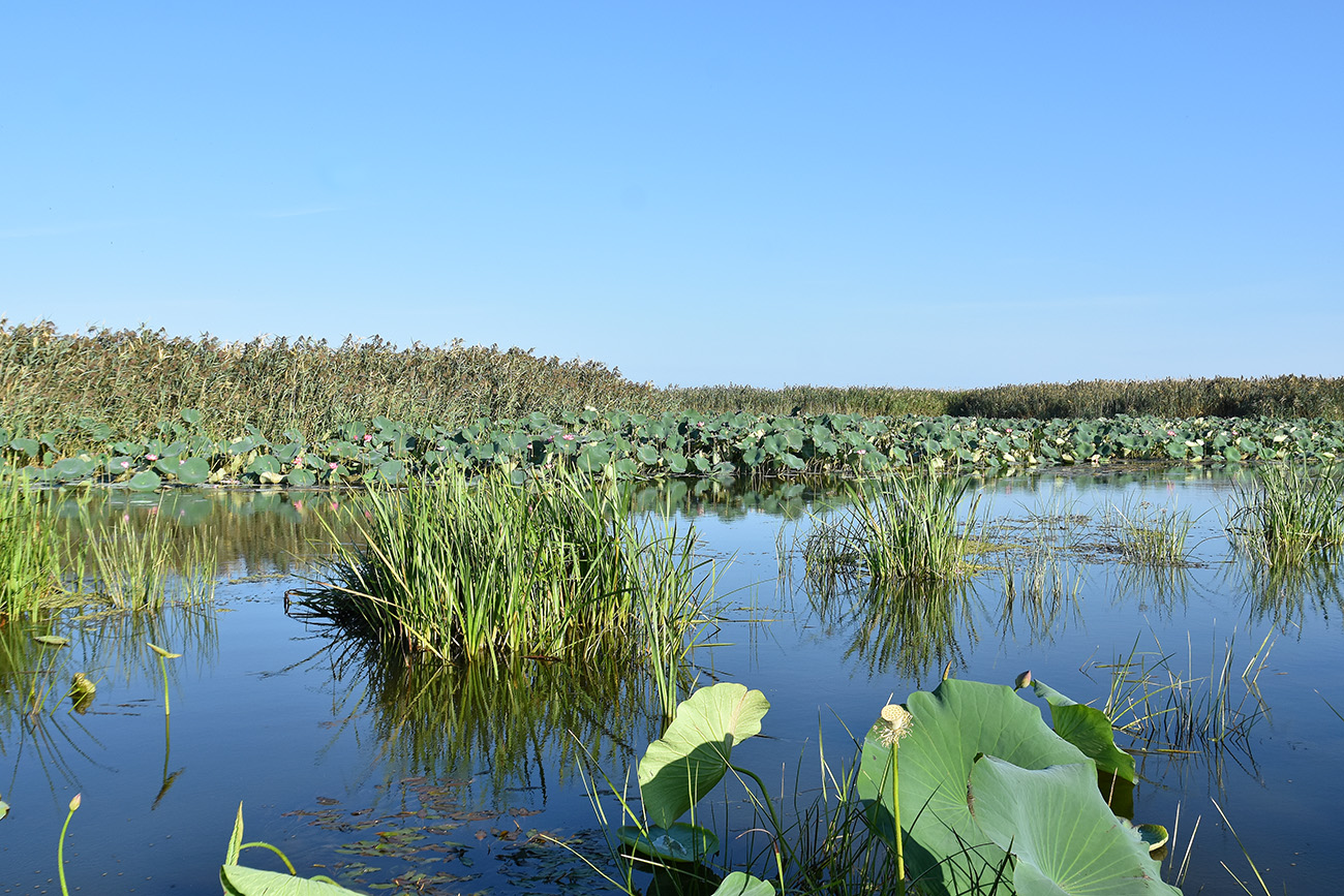 Дельта (нижняя зона), image of landscape/habitat.