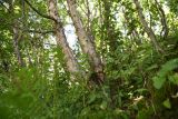 Окрестности урочища Цамадой, image of landscape/habitat.