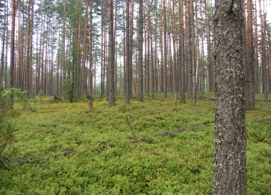 НП "Себежский", image of landscape/habitat.