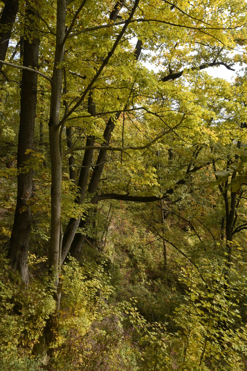 Окрестности горы Черединова, изображение ландшафта.