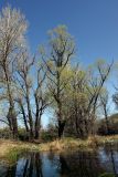 Домик Тризны, image of landscape/habitat.