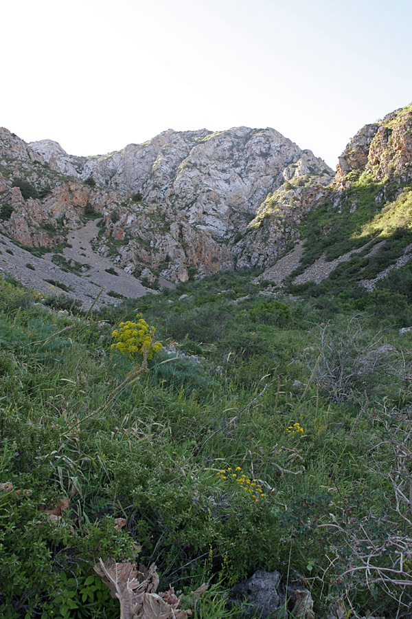 Ущелье Кызылбулак, image of landscape/habitat.