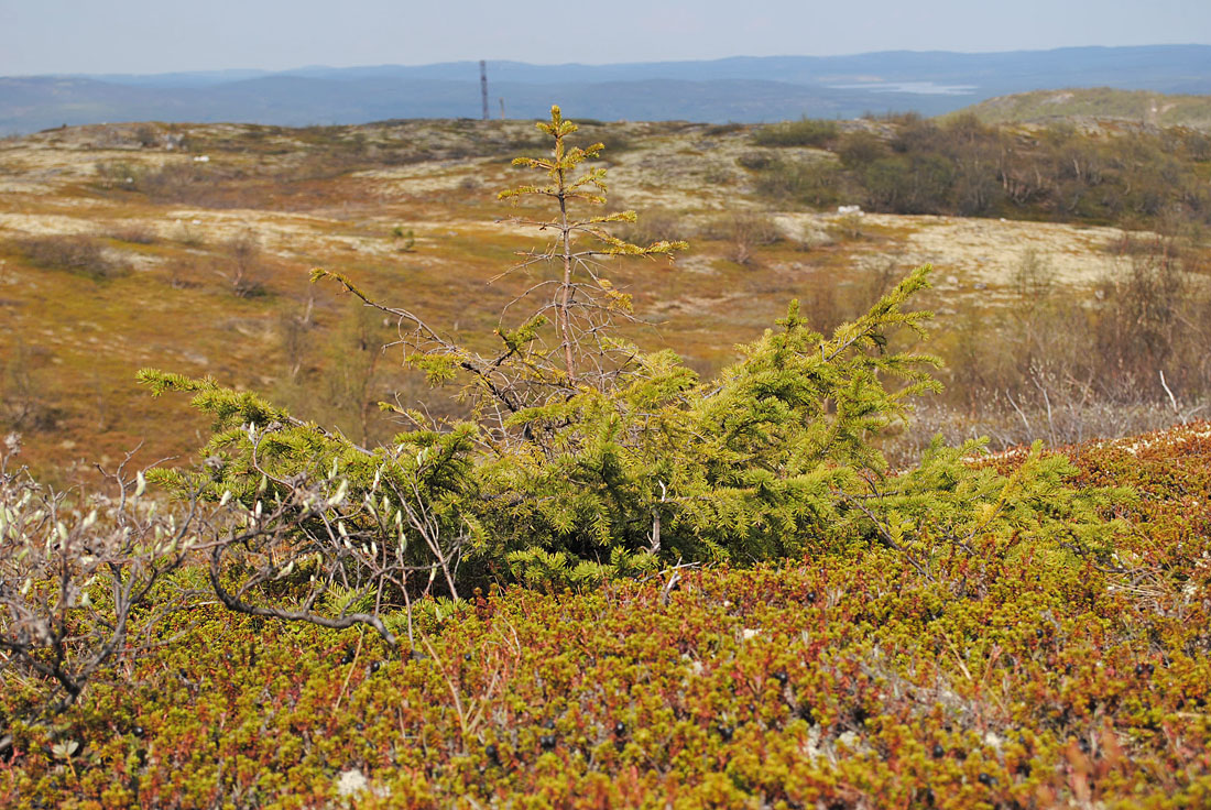 Окрестности Мурманска, image of landscape/habitat.